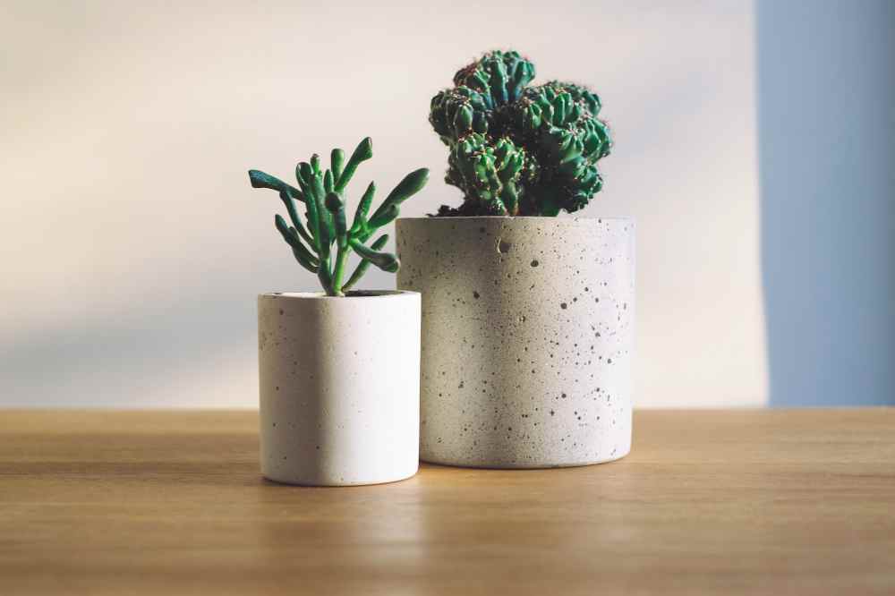 les plantes à utiliser dans un salon